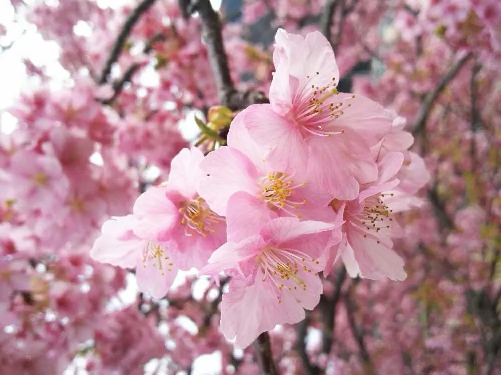 こんにちは！社員の葛平です！